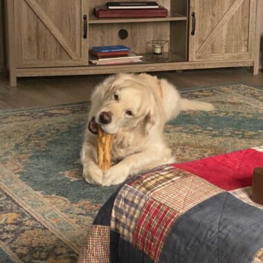 I masticatori di legno di caffè sono sicuri per i cani? Uno sguardo più approfondito a questa tendenza naturale