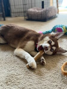 What Is Coffee Wood Dog Chew? A Natural Chew Made for Dogs Who Love to Gnaw