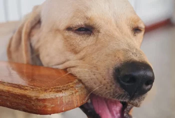Java Wood vs. Coffee Wood: Which Natural Chew Is Right for Your Dog?