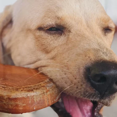 Why Do Dogs Chew on Wood? Here’s What You Can Do