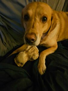 Why Do Dogs Chew on Wood? Here’s What You Can Do