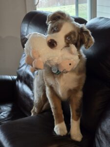 Java Wood vs. Coffee Wood: Which Natural Chew Is Right for Your Dog?