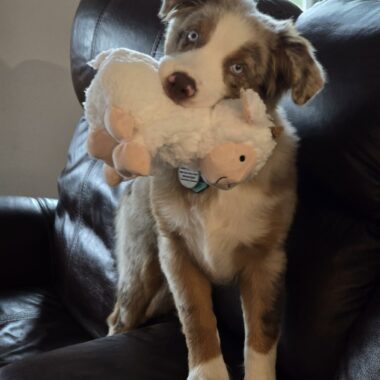 Why Do Dogs Love Squeaky Toys? 6 Reasons and 7 Benefits