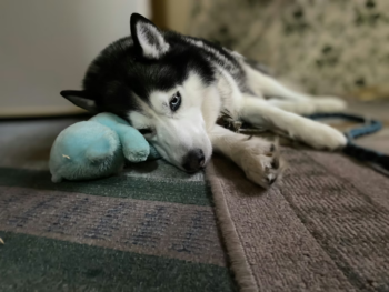 Why Dogs Destroy their Toys
