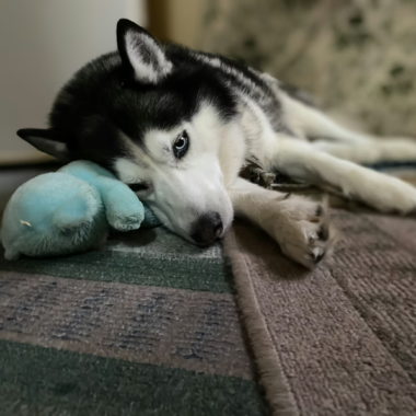 Why Does My Dog Suck on His Toy?