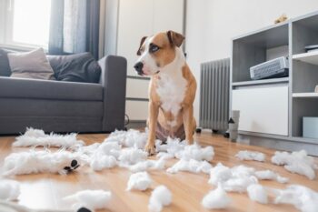 What Colors Toy Should I Get For My Dog?