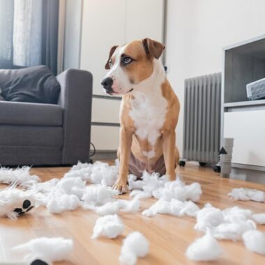 Why Dogs Destroy their Toys