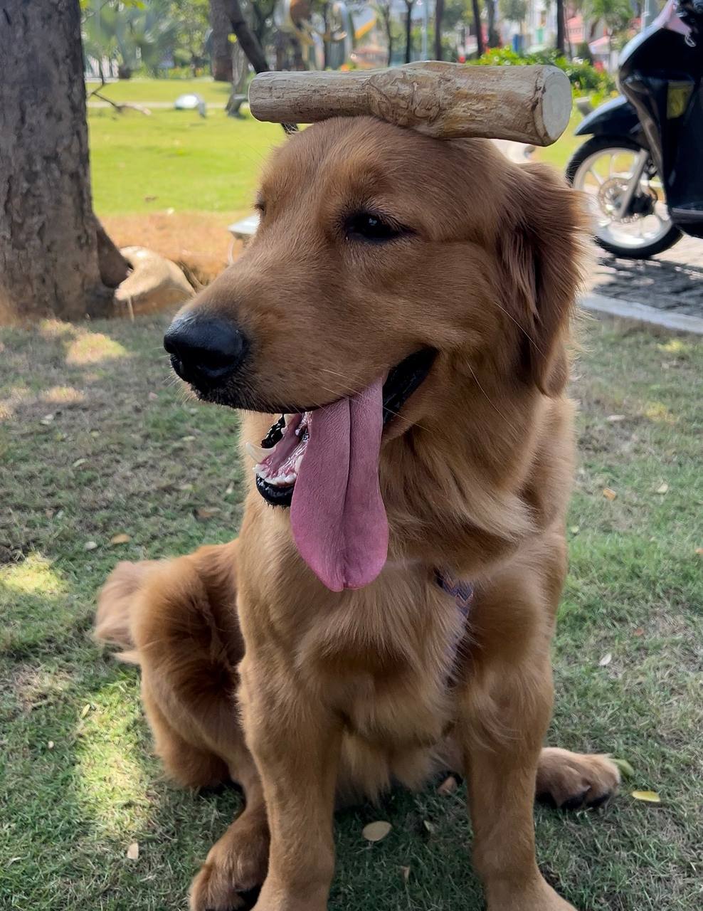 Happy dog with Coffee Wood Chew